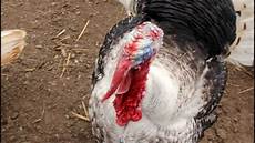 Cable Turkey